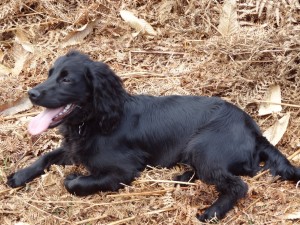 thepetdetectives.com The Working Cocker Spaniel the most stolen dog in Briatin
